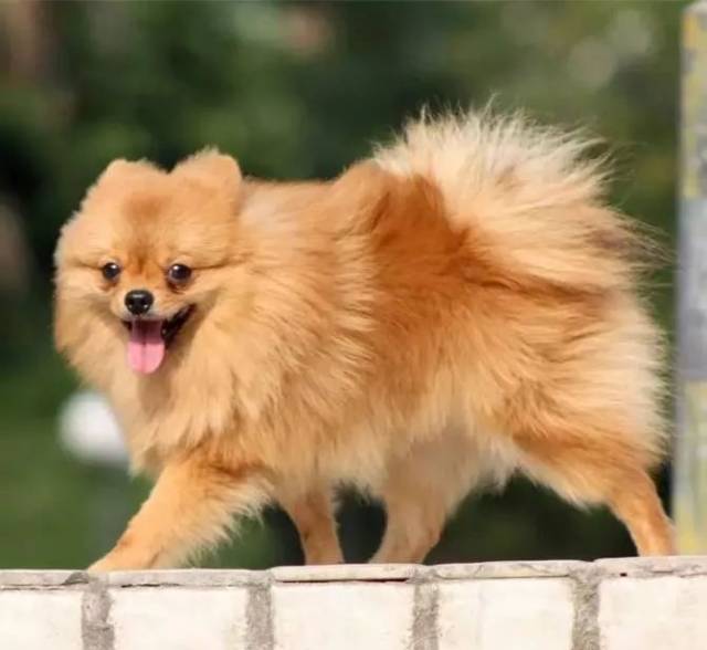 猫咪拉屎有点儿稀:揭开宠物健康的秘密