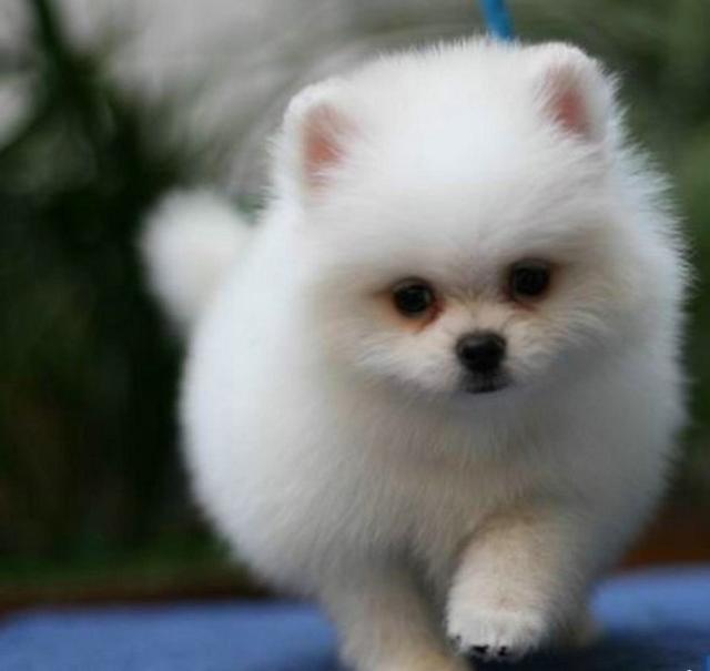 猫喝水后呕吐：探究背后的原因