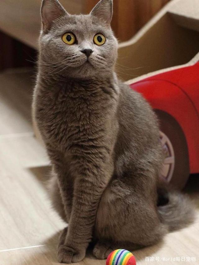 猫咪催产素打多少:揭秘猫咪分娩的秘密武器